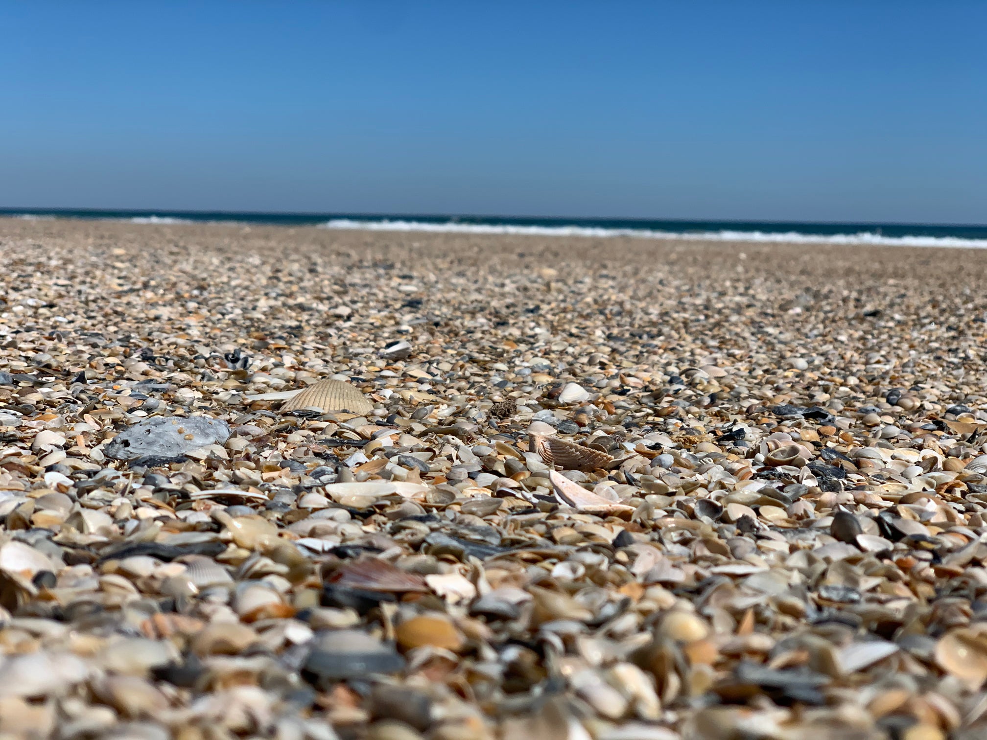 Atlantic shoreline at Little Talbot Island State Park